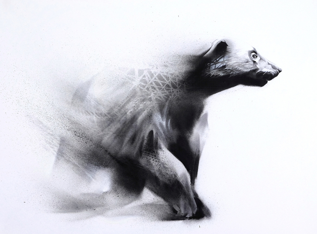 Roam (Wolverine-Gulo gulo)-1