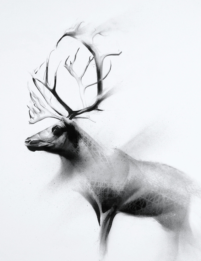 Shed (Caribou-Rangifer tarandus )-1