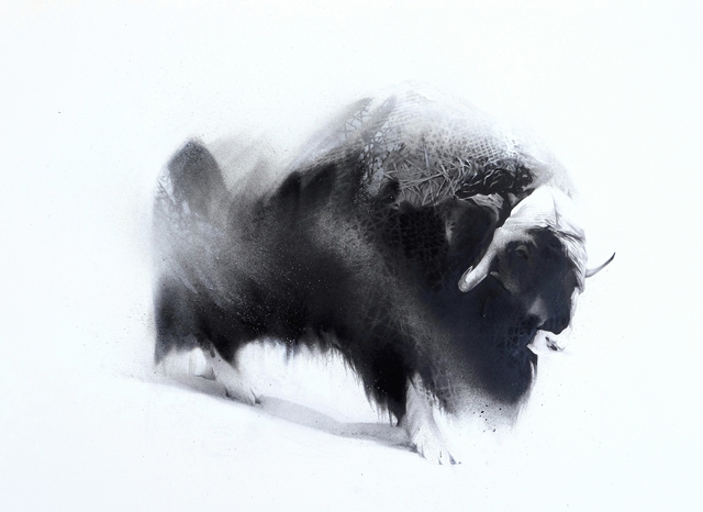Weather (Musk Ox - Ovibos moschatus)-1