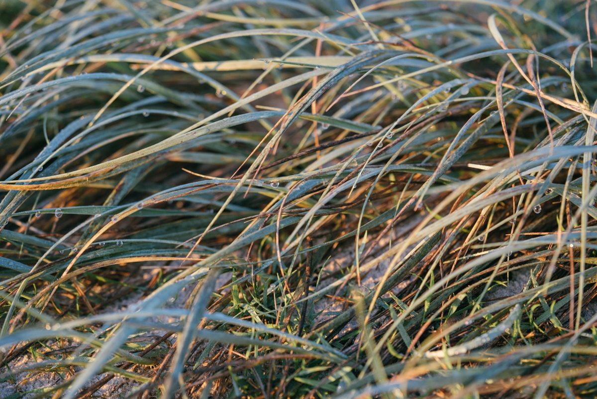 australia web res (728 of 1029) 02170